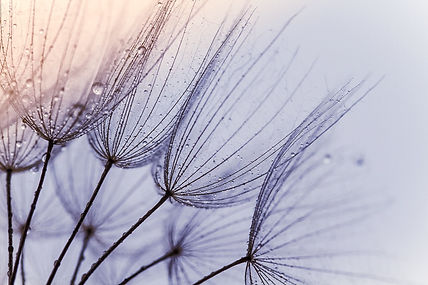 flower macro lens, dew drops