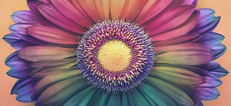 rainbow flower, close up.