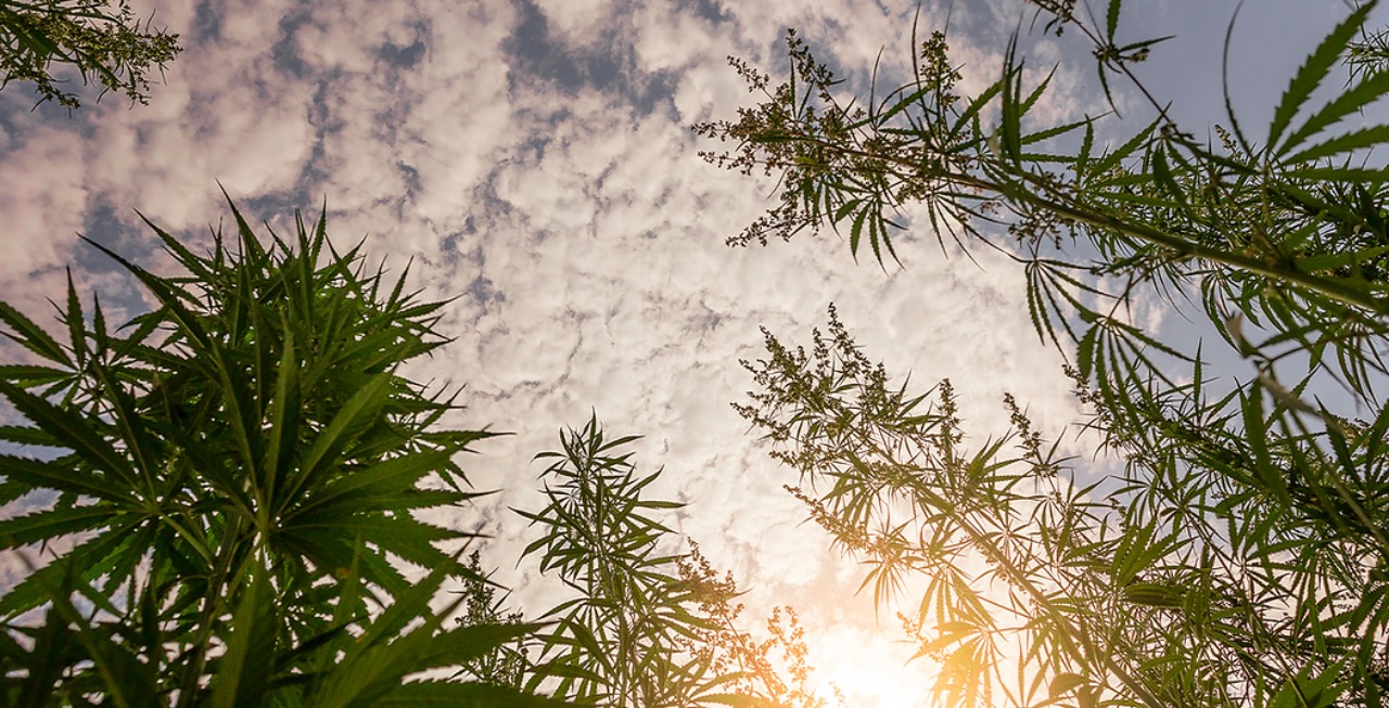 Medical Cannabis