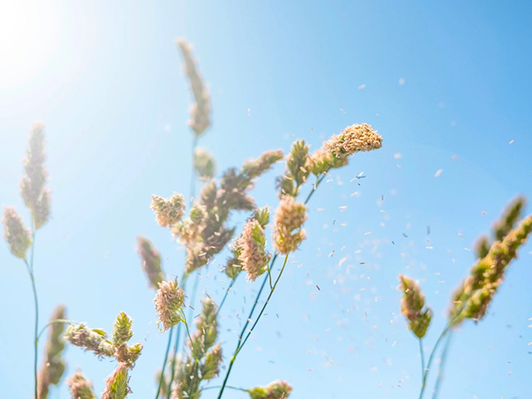Cannabis Allergies: What Do We Know?