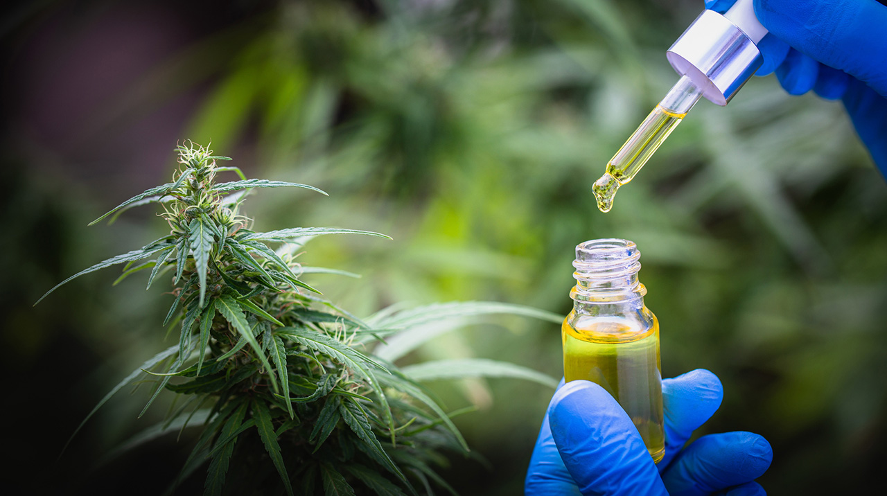 Cannabis Flower & Cannabis Oil: Differences, Effects And How To Use Them Together