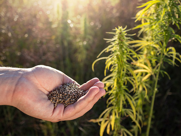 Seed to Flower: Stages of Cannabis Growth