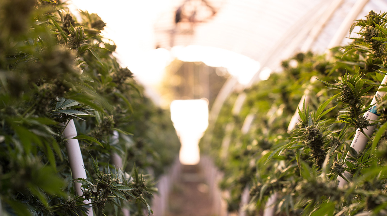 Medical Cannabis in Australia: Post Cannabis Legalisation Review