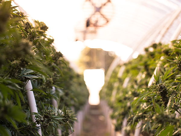 Medical Cannabis in Australia: Post Cannabis Legalisation Review