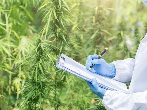 Medical Cannabis Research in Australia