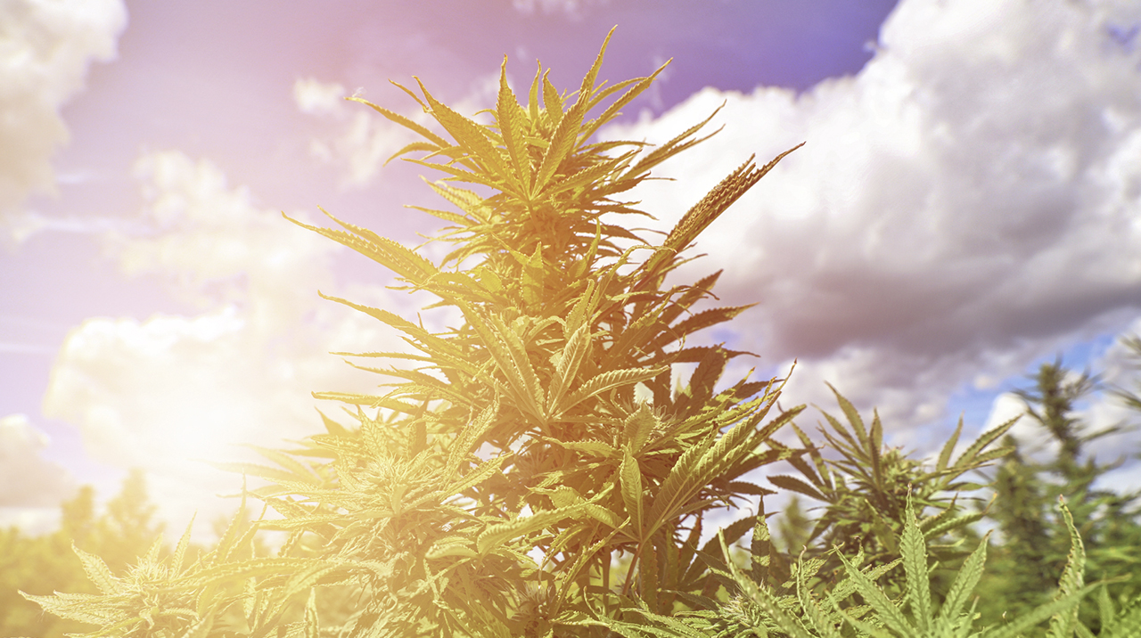 What is Cannabis Flower? Benefits, Effects, and More