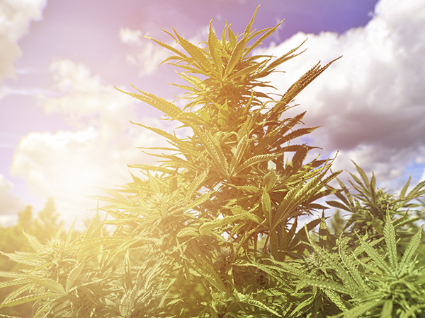 What is Cannabis Flower? Benefits, Effects, and More