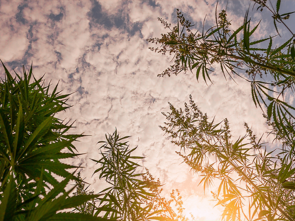 Medical Cannabis