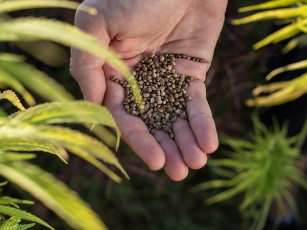 Cannabis & Hemp: What's The Difference?