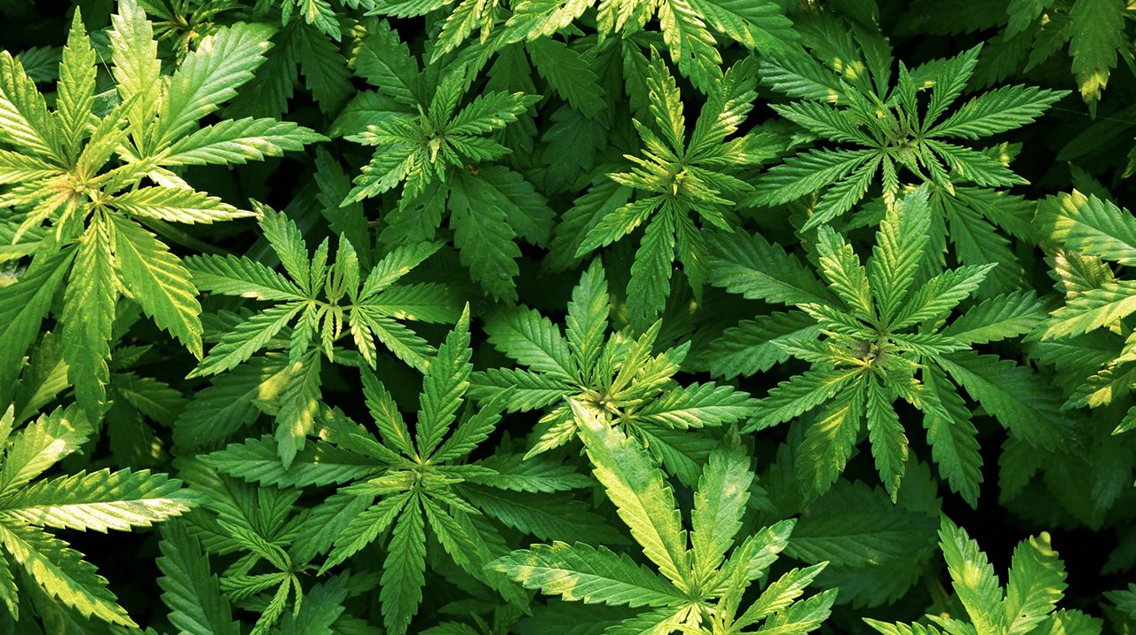 Everything You Wanted To Know About Cannabis Sativa