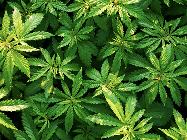 Everything You Wanted To Know About Cannabis Sativa