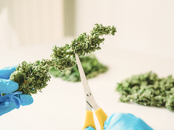 Mythbusting: Medical Cannabis Always Causes a High