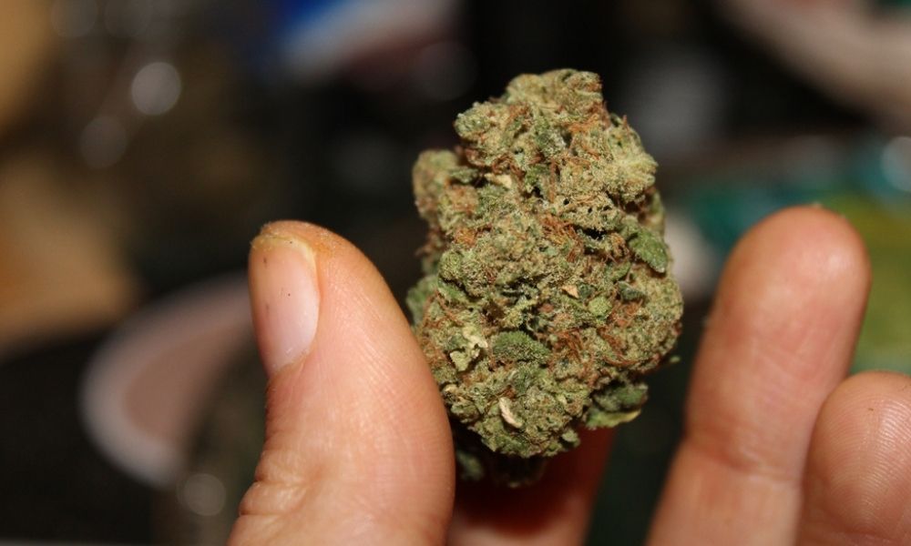 indica