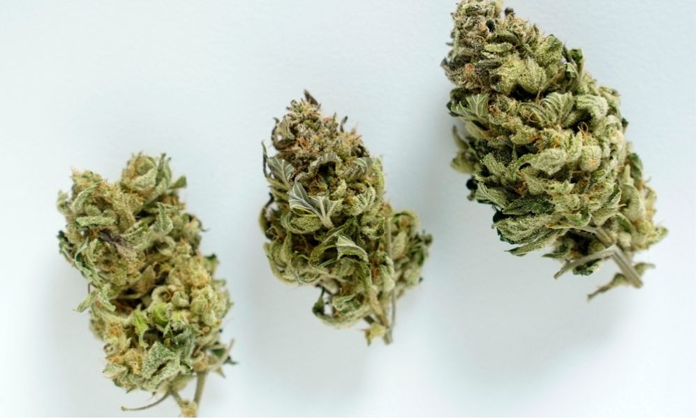 new cannabis