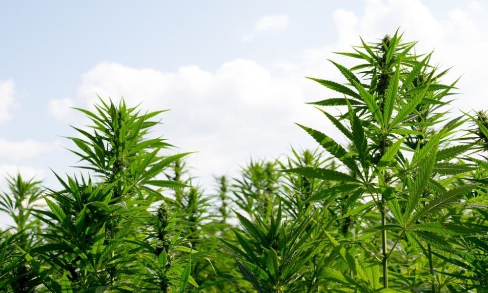 sativa indica