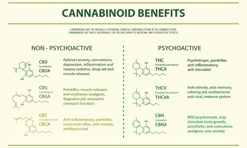 thc cbd cbn infograph