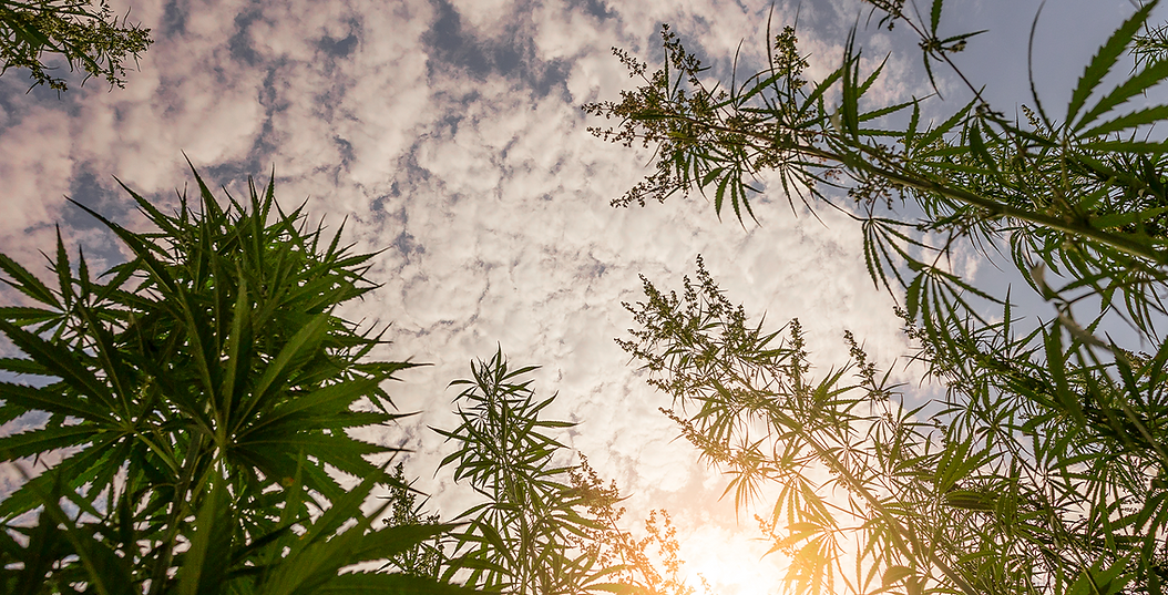 Header_Cannabis Flower & Cannabis Oil.png